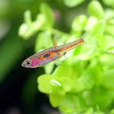 Amazon | （熱帯魚）ボララス・メラー（3匹） 北海道・九州航空便要保温 | charm(チャーム) | 観賞魚・水中生物 通販