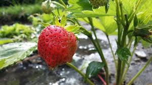 Pendant l'hiver, sous un tunnel ou une serre sans culture, le sol s'appauvrit et meurt à cause d'un sol trop sec et inerte. 6 Astuces Pour Bien Arroser Les Fraisiers Gamm Vert