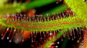 Sundew Drosera Care Conditions Carnivorous Plants Youtube Unlike other pitcher plants, the cobra lily does not fill its traps with rain water. sundew drosera care conditions carnivorous plants