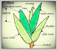 Image result for Aristida stenostachya