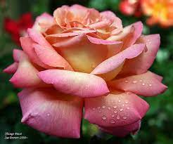 Chicago Peace Hybrid Tea Roses Peace Rose Tea Roses