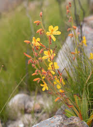 Image result for Glyphaea tomentosa