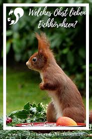 Welches Obst Lieben Eichhornchen Eichhornchen Futtern Eichhornchen Eichhornchen Futterhaus