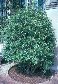 Sweet Olive The Dense Growth Habit And Dark Evergreen Foliage Of Tea Olives Make Them Excellent Choices For Hedges Screens And Individual Specimen Plants