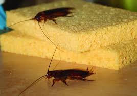 Action termite & pest control, llc provides residential and commercial termite and pest control services. Cockroaches Are Back Thanks To Wet Cool Weather The Virginian Pilot
