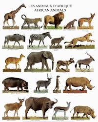 Animals Animaux Afrique Animaux Dessin D Animal