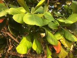 新 马草药自然医学 如何製作榄仁树葉提取物给觀賞魚 how to extract catappa leaves i plant leaves plants leaves