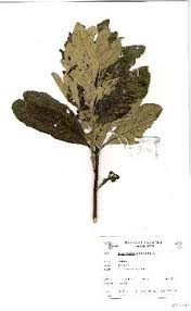 Image result for Brachylaena huillensis