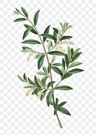 Our retail shop features our sister store, modern farmhouse, one of a kind pieces for your home and outdoor area. Green Olive Branch Plant Transparent Png Free Image By Rawpixel Com Olive Branch Drawing Leaf Branch Drawing Sage Green Flowers