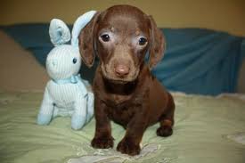 Browse our list of cheap puppies for sale here. Mini Dachshund Puppies Need Home Asap Posts Facebook