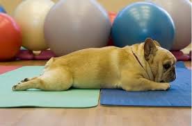 Frenchie Savasana So Cute Baby Dogs Dog Yoga Cute Animals