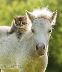 Horses Stock Photography And Equine Images By Mark J Barrett Animals Friends Cute Animals Baby Horses