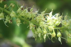 Image result for Crudia