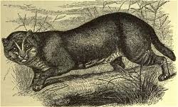 Persian cats' flat faces are referred to as brachycephalic. Know Your Cat Flat Headed Cats