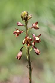 Image result for Eulophia tenella