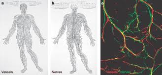With emma roberts, dave franco, emily meade, miles heizer. Common Mechanisms Of Nerve And Blood Vessel Wiring Nature