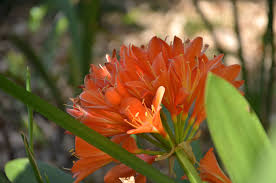 Image result for Xerophyta kirkii