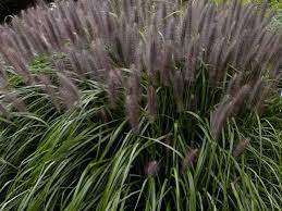 Maybe you would like to learn more about one of these? Pennisetum Alopecuroides Red Head Chinese Fountain Grass Red Head 17cm Pot Broadway Road Nurseries