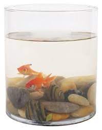 Can Goldfish Live In A Bowl Without A Filter Cuteness Plastic Fish Tank Pet Goldfish Goldfish