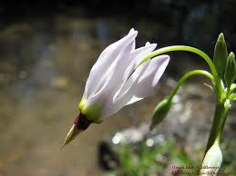 Download Shooting Star Dodecatheon Meadia Ozarkedgewildflowers Com
