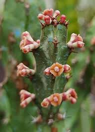 Image result for Euphorbia baylissii