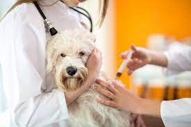 Maybe you would like to learn more about one of these? Leptospirosis Vaccine For Dogs Great Pet Care