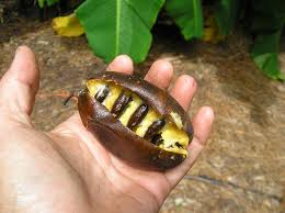 Pawpaws are the largest edible fruit trees native to north america, specifically the temperate climes of the eastern parts of the united states, though you won't often find them near the coasts. Paw Paw So Easy To Grow So Delicious Just Fruits And Exotics