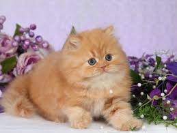 Miniature, teacup, and dwarf cats. Weird Cat Breed The Teacup Persian Steemit