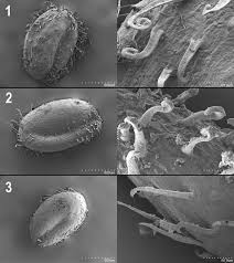 Image result for Salicornia pachystachya