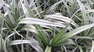 Buy astelia silver spear online from jacksons nurseries. Big Plant Nursery Astelia Chathamica Silver Spear Youtube