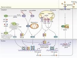 Pedro arturo y pío lópez obrador, tres hermanos del. Crosstalk Between Nucleocytoplasmic Trafficking And The Innate Immune Response To Viral Infection Journal Of Biological Chemistry