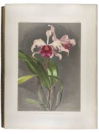 Image result for Disperis reichenbachiana