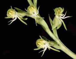 Image result for Habenaria epipactidea