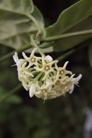 Image result for Marsdenia