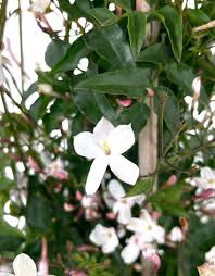 Image result for Jasminum brachyscyphum