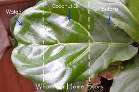 Fiddle Leaf Fig Tree Care Whats Ur Home Story Fiddle Leaf Fig Care Fig Leaf Tree Fiddle Leaf Fig Tree