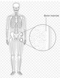 At birth, 100% of marrow is of the active red type, and this is gradually replaced by adipose. Bone Marrow Physiopedia