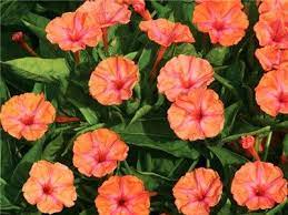 4 O Clocks I Want This Color Four O Clock Clock Flower Flowering Vines