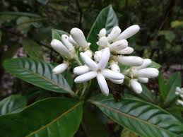 Image result for Gaertnera