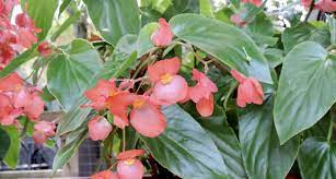Wax Begonia Begonia Cucullata Photo By John Jeffries It Is Native To Warm And Humid Subtropics And Tropics In 2020 Plants Begonia Tropical