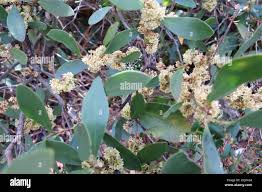 Image result for Pterocelastrus