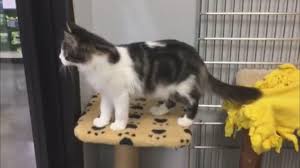 There are plenty of reasons to spay and neuter your pets. Petsmart Suspends Ties With Local No Kill Animal Shelter News 4 Investigates Update News Headlines Kmov Com