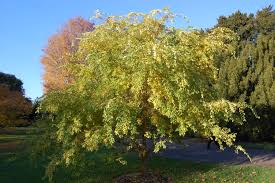 Image result for Ulmus parvifolia