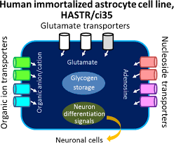 Establishment and characterization of a new conditionally immortalized  human astrocyte cell line - Furihata - 2016 - Journal of Neurochemistry -  Wiley Online Library