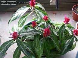 Image result for Justicia rodgersii