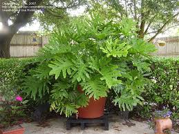 Pin On Landscaping Plants Gardening