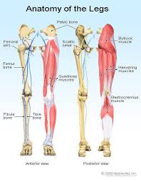 Upper leg anatomy and function. Quadriceps Injury Strain Tendonitis Treatment Symptoms