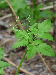 Image result for Humularia pseudo aeschynomene