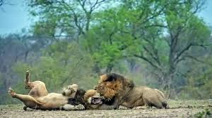 We did not find results for: Big Gorilla Lion Vs SÆ° Tá»­ Extreme Crazy Animal Fights To Death Video Dailymotion