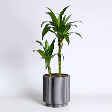 Image result for Dracaena steudneri